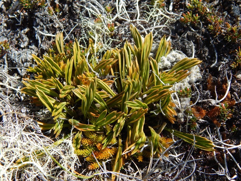 Aciphylla monroi photo 8