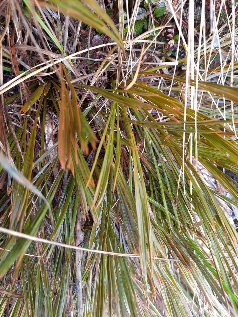Aciphylla montana