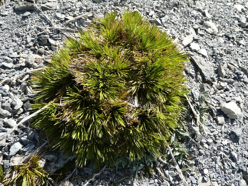 Aciphylla montana photo 2
