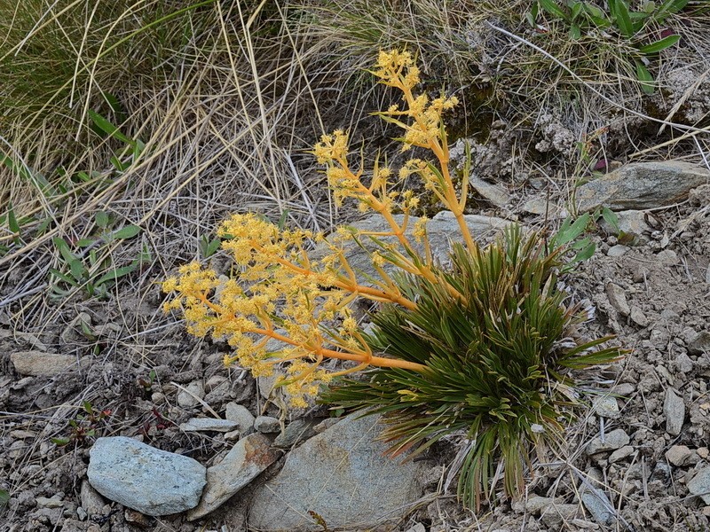 Aciphylla montana photo 3