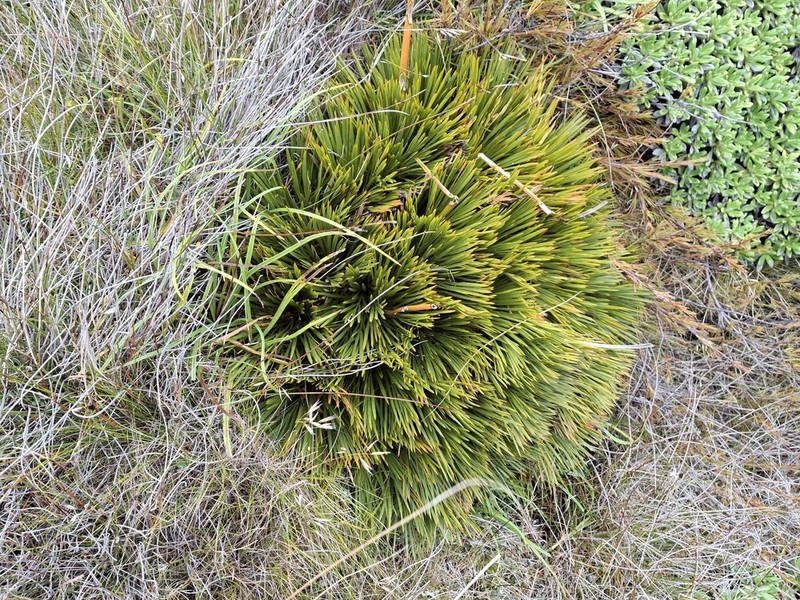 Aciphylla montana photo 4