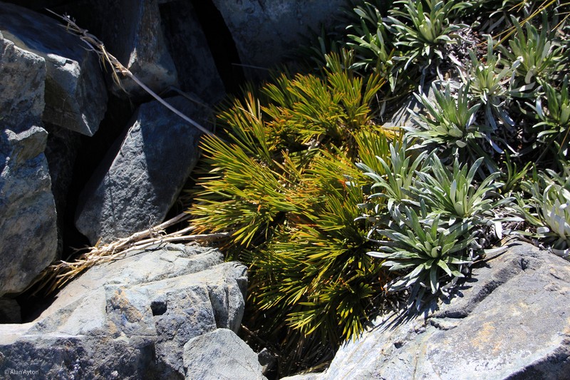 Aciphylla montana photo 5