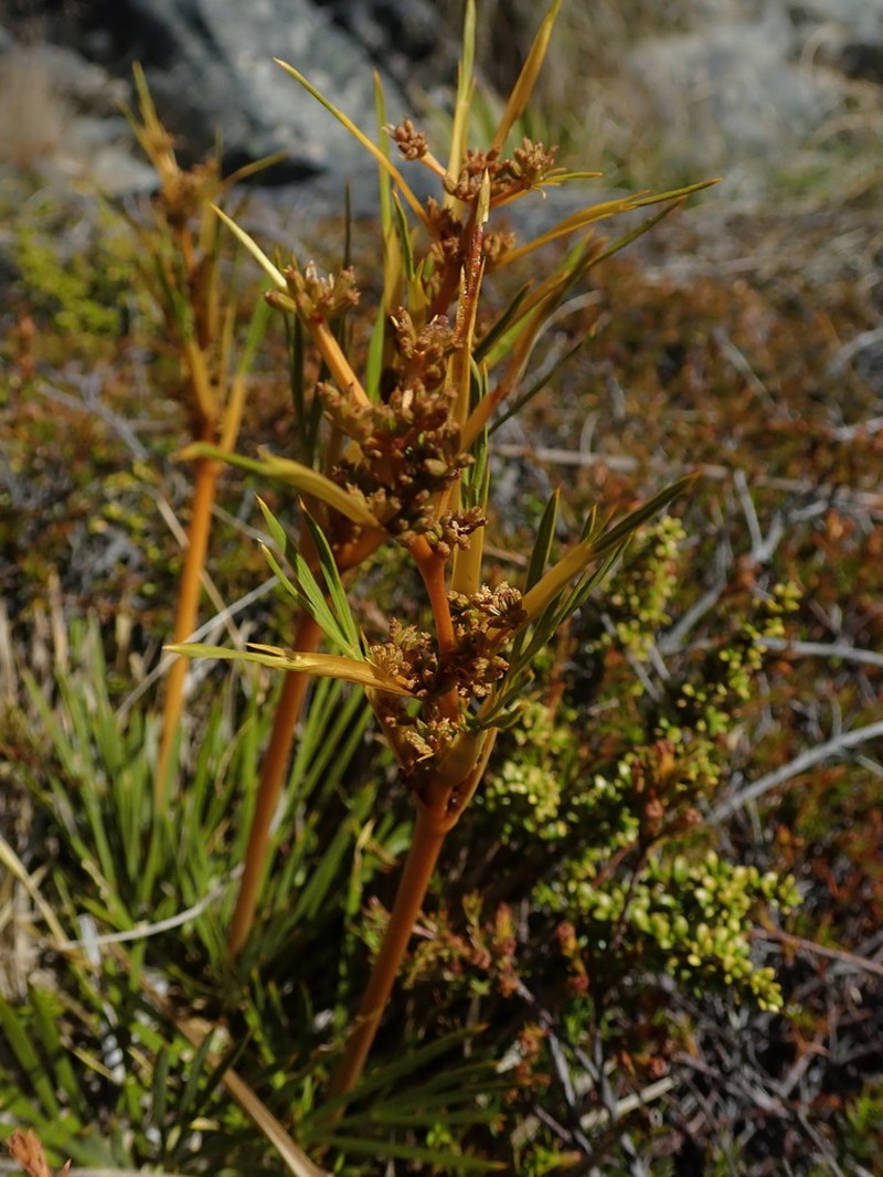 Aciphylla montana photo 6
