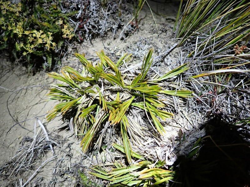 Aciphylla montana photo 8