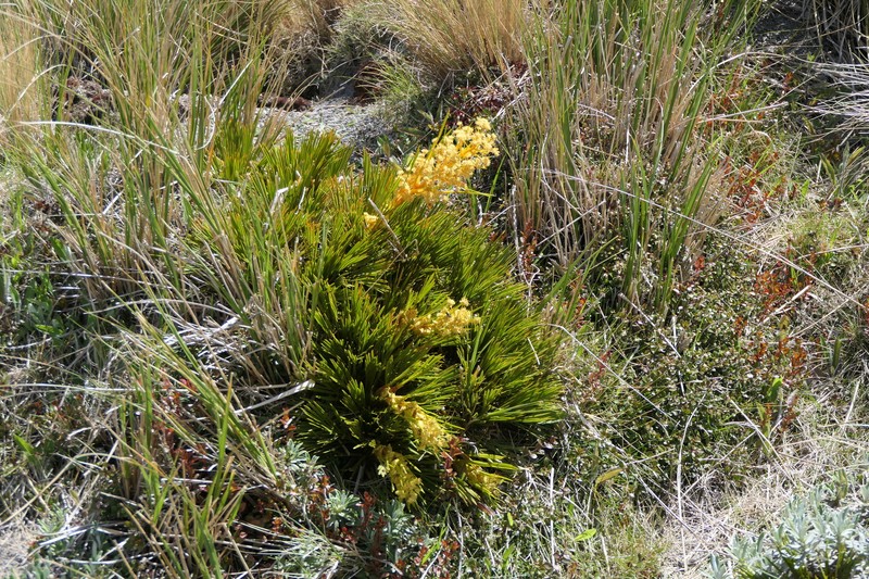 Aciphylla montana var. montana