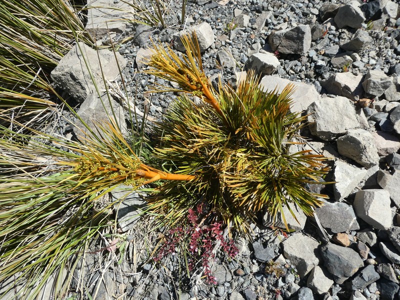 Aciphylla montana var. montana photo 2