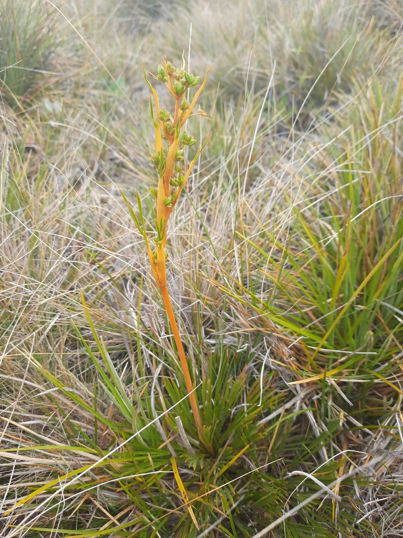 Aciphylla montana var. montana photo 3