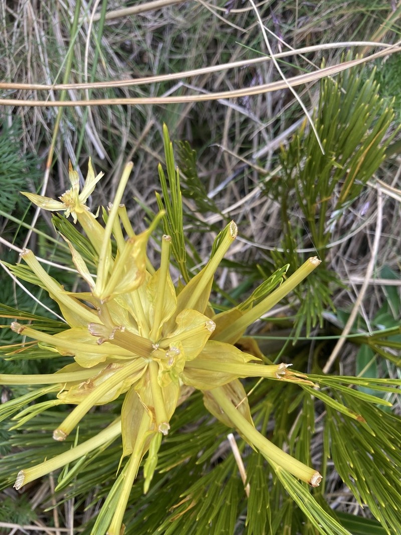 Aciphylla multisecta