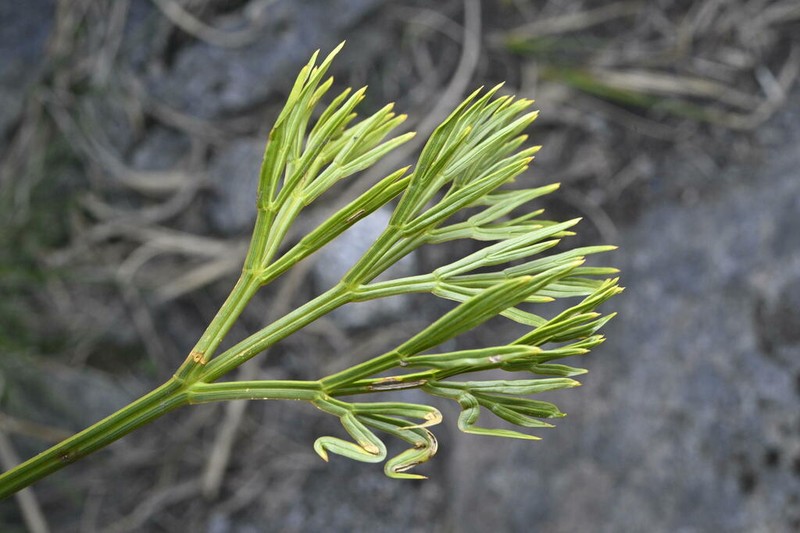 Aciphylla multisecta photo 2