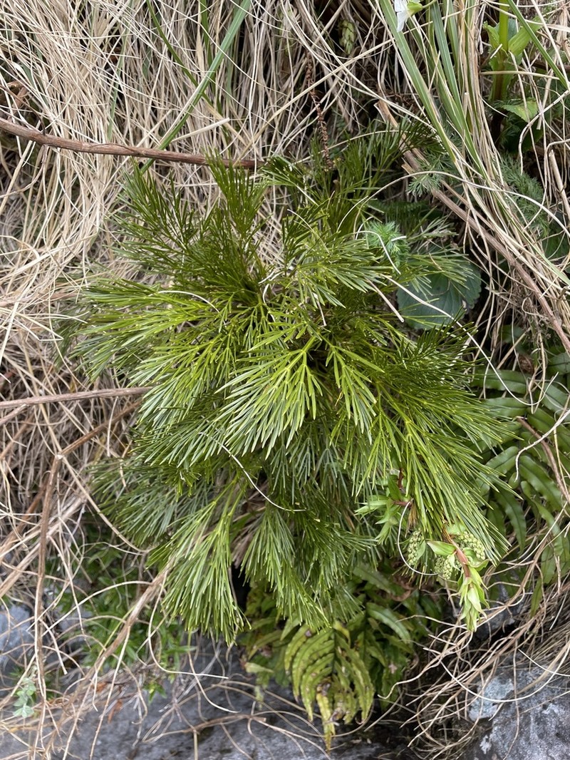 Aciphylla multisecta photo 3