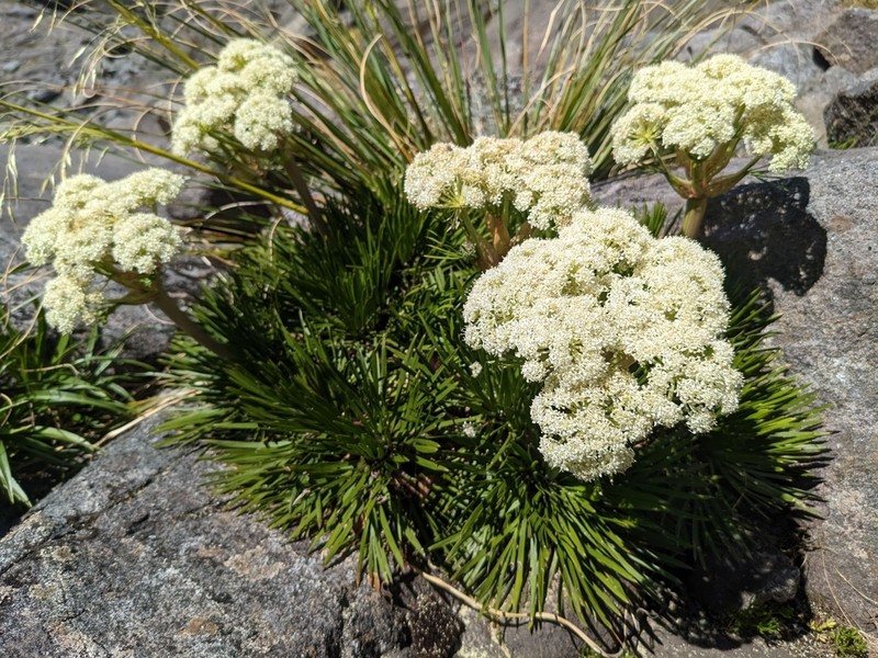 Aciphylla multisecta photo 5