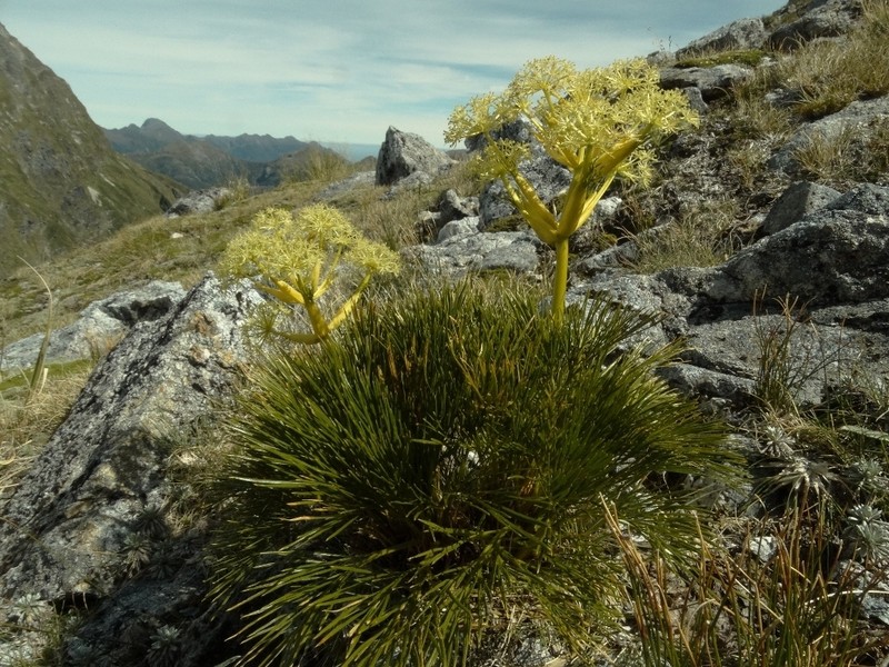 Aciphylla multisecta photo 6