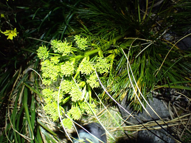 Aciphylla multisecta photo 7