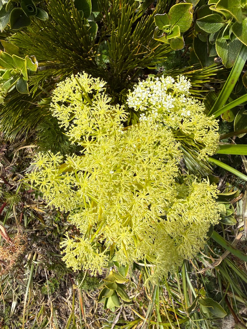 Aciphylla multisecta photo 8