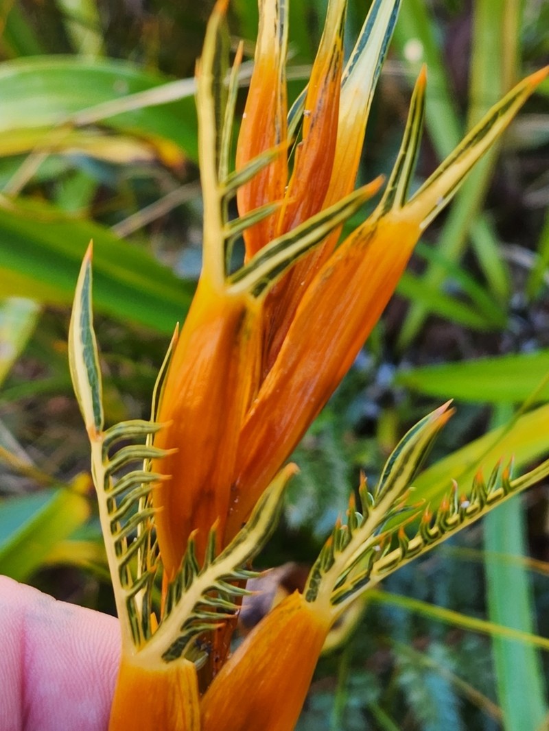Aciphylla pinnatifida photo 2
