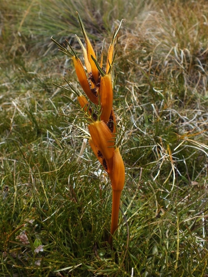 Aciphylla pinnatifida photo 3