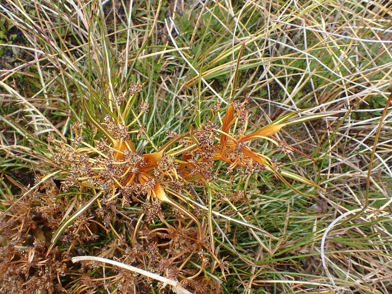 Aciphylla pinnatifida photo 4
