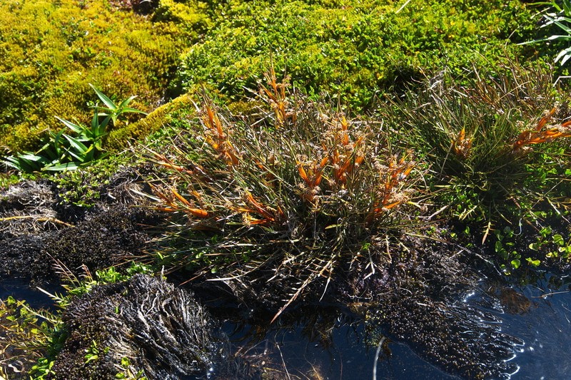 Aciphylla pinnatifida photo 5