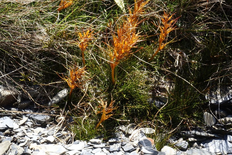 Aciphylla pinnatifida photo 6