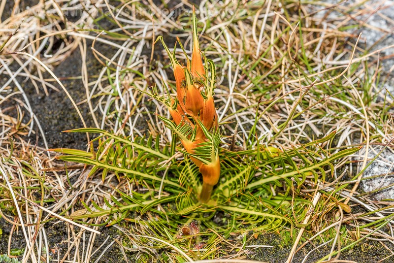 Aciphylla pinnatifida photo 7