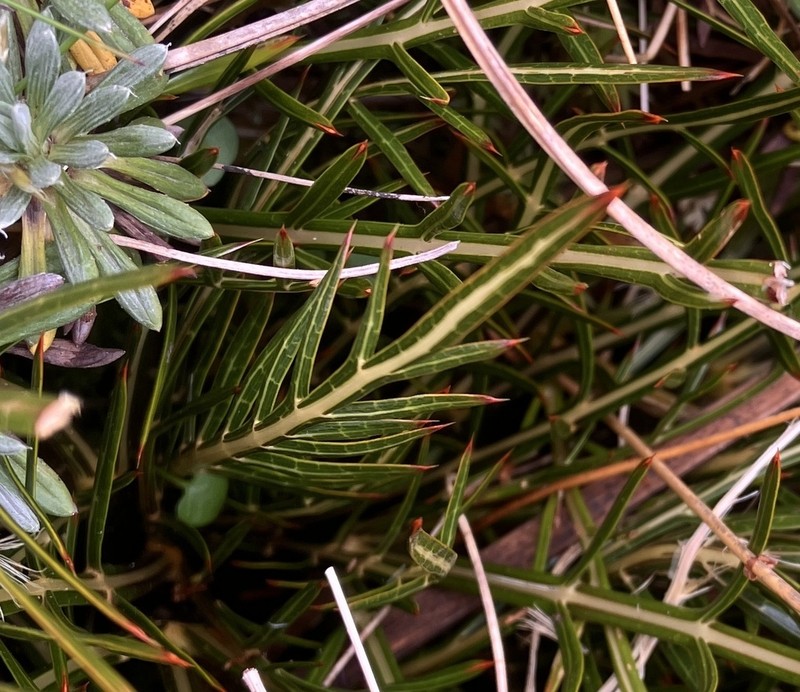 Aciphylla pinnatifida photo 8