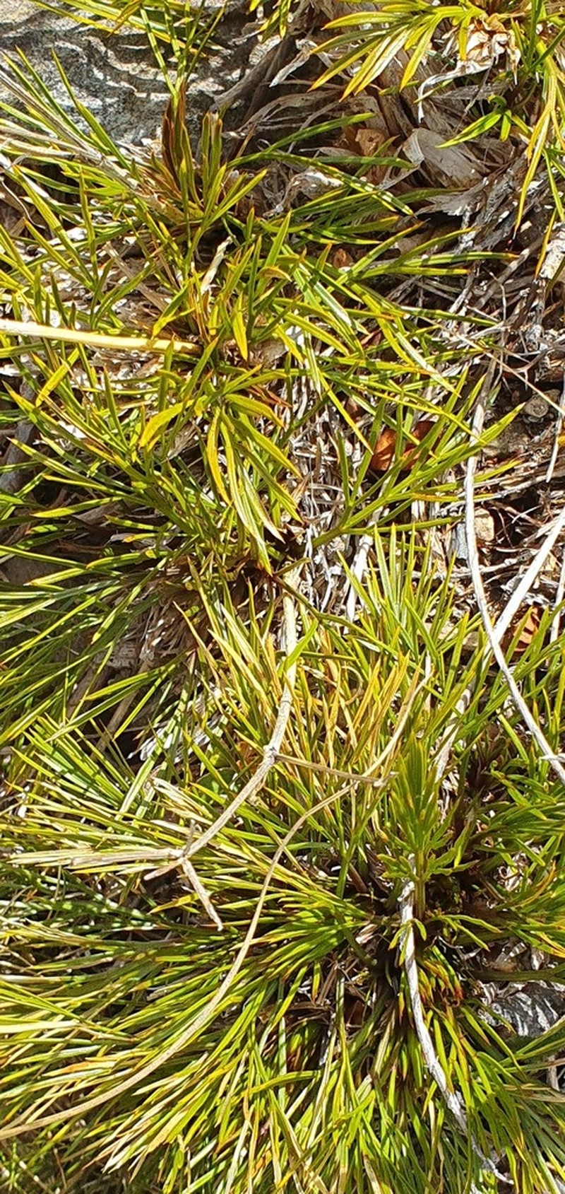 Aciphylla polita
