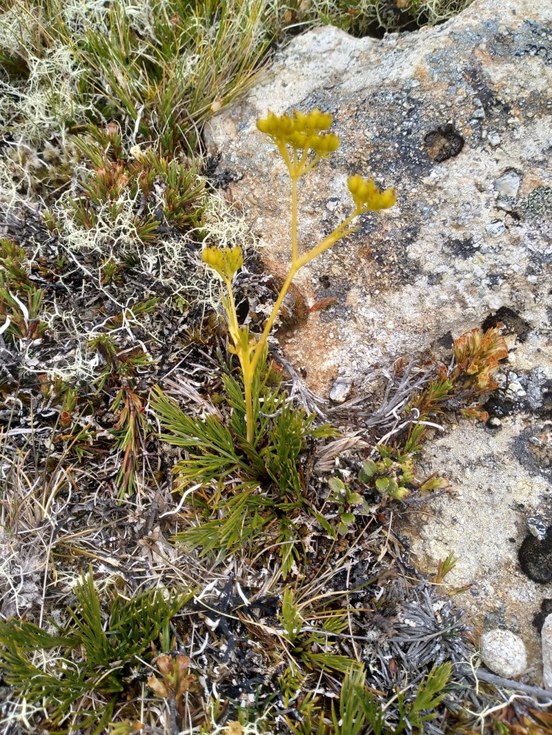 Aciphylla polita photo 2
