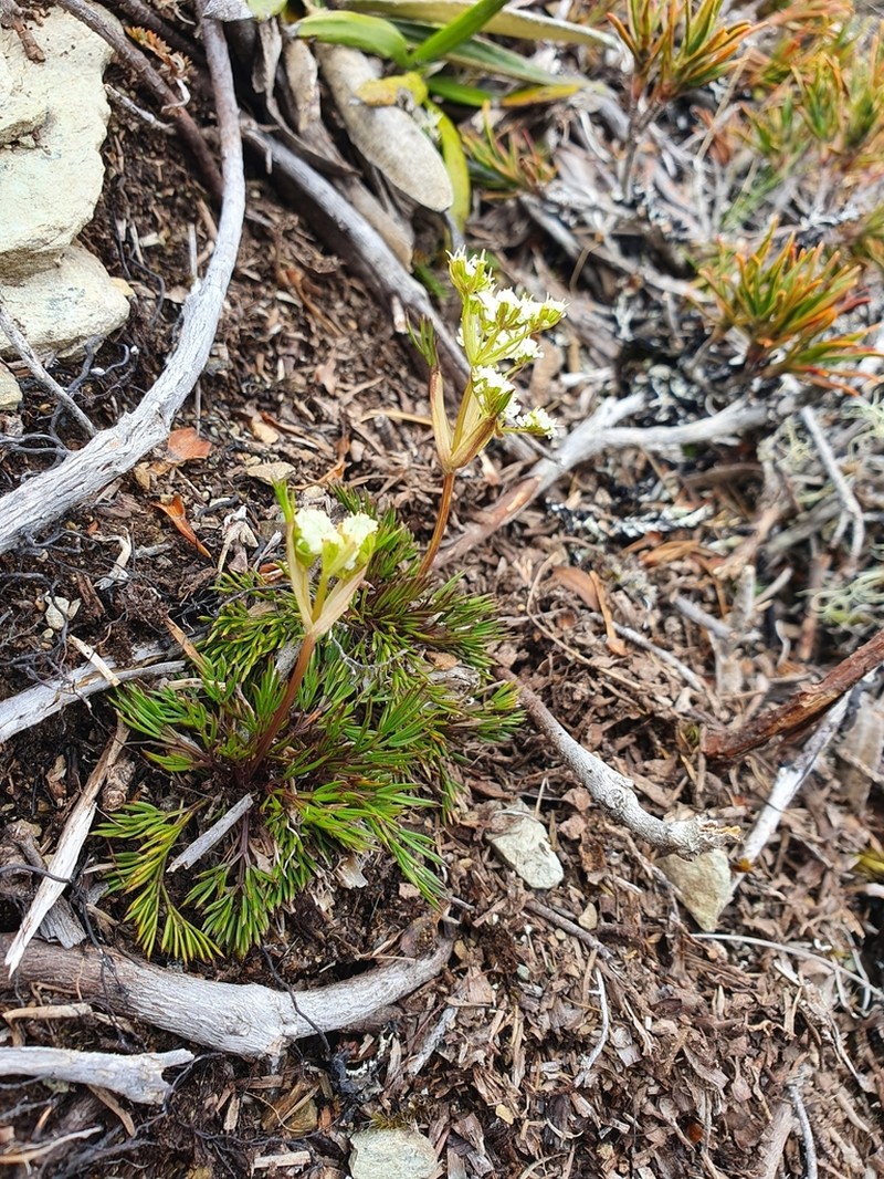 Aciphylla polita photo 3