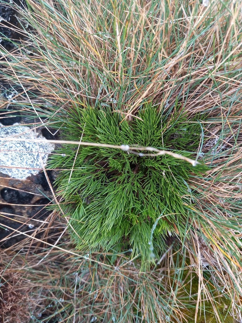 Aciphylla polita photo 4