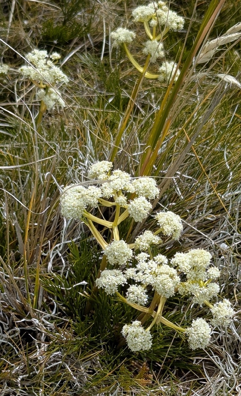 Aciphylla polita photo 5