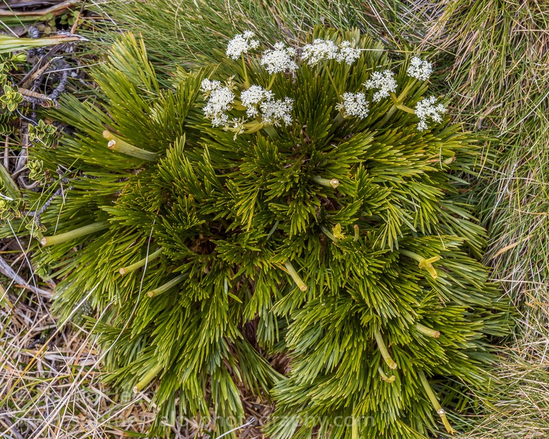 Aciphylla polita photo 6