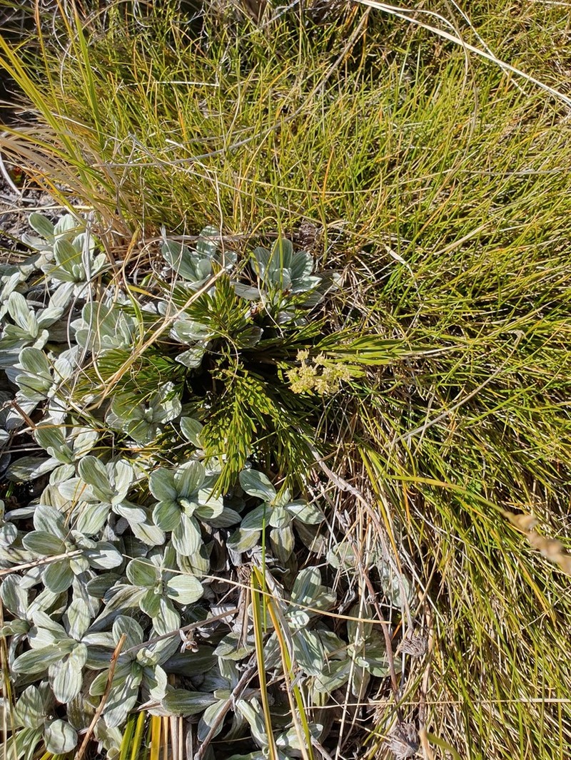 Aciphylla polita photo 7