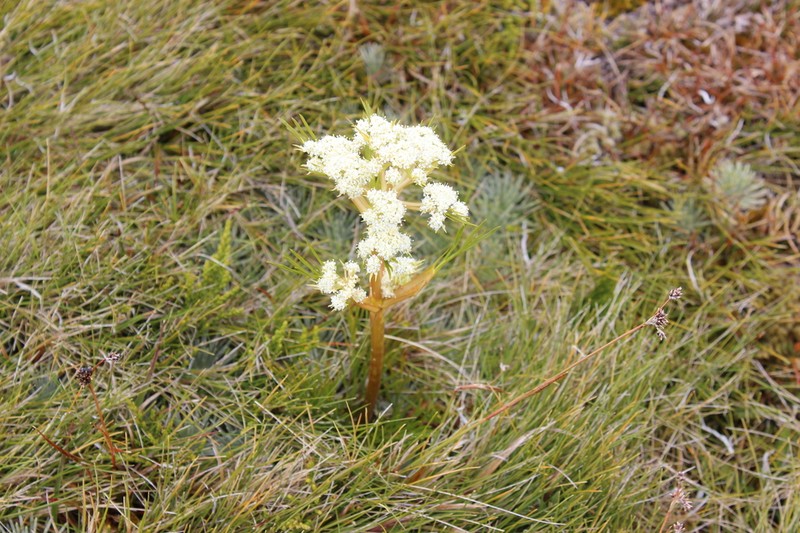 Aciphylla polita photo 8