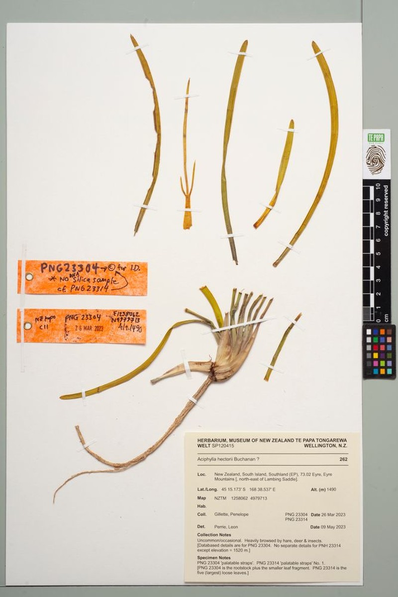 Aciphylla poppelwellii