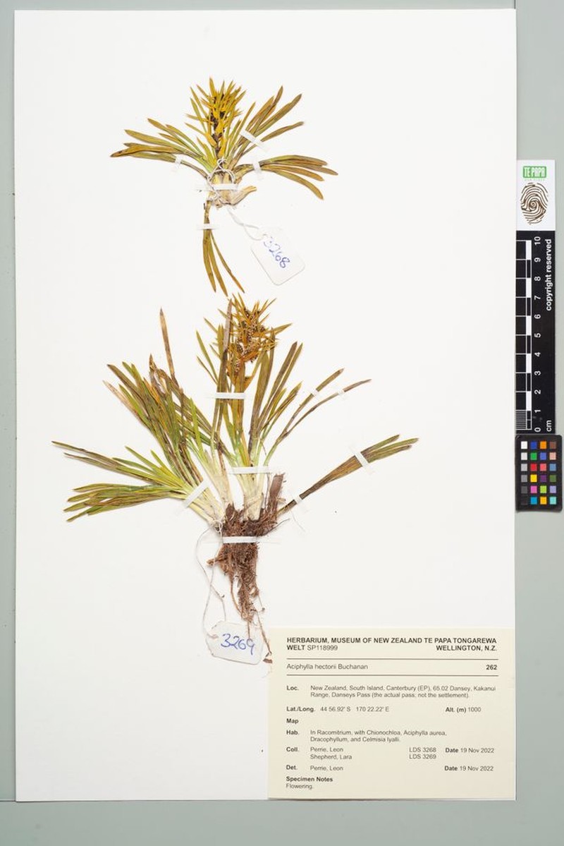 Aciphylla poppelwellii photo 2