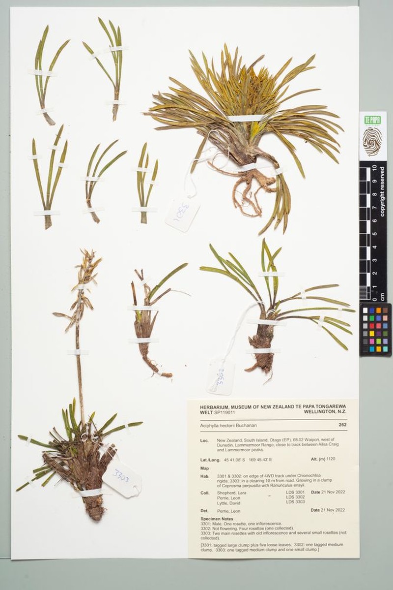 Aciphylla poppelwellii photo 3