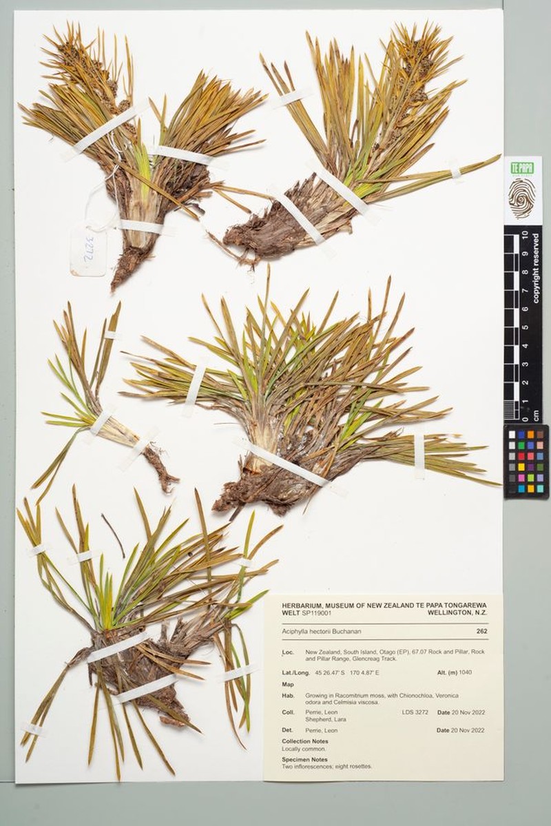 Aciphylla poppelwellii photo 6