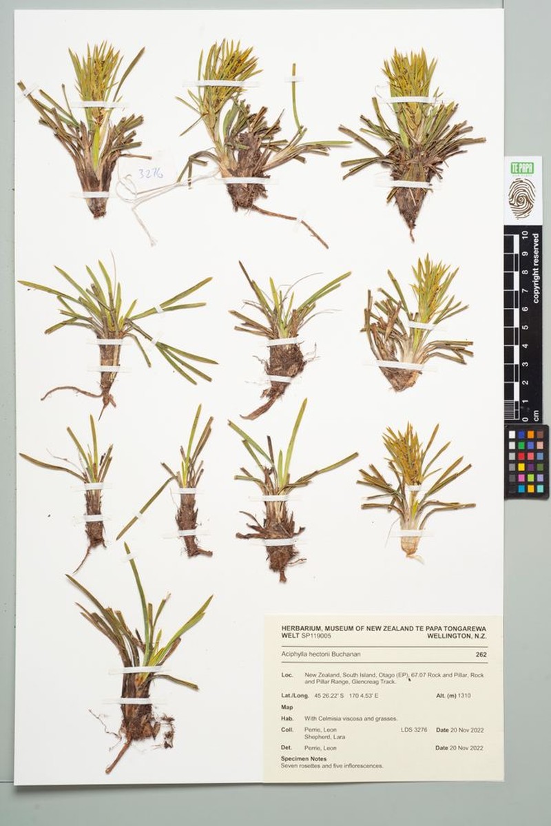 Aciphylla poppelwellii photo 7