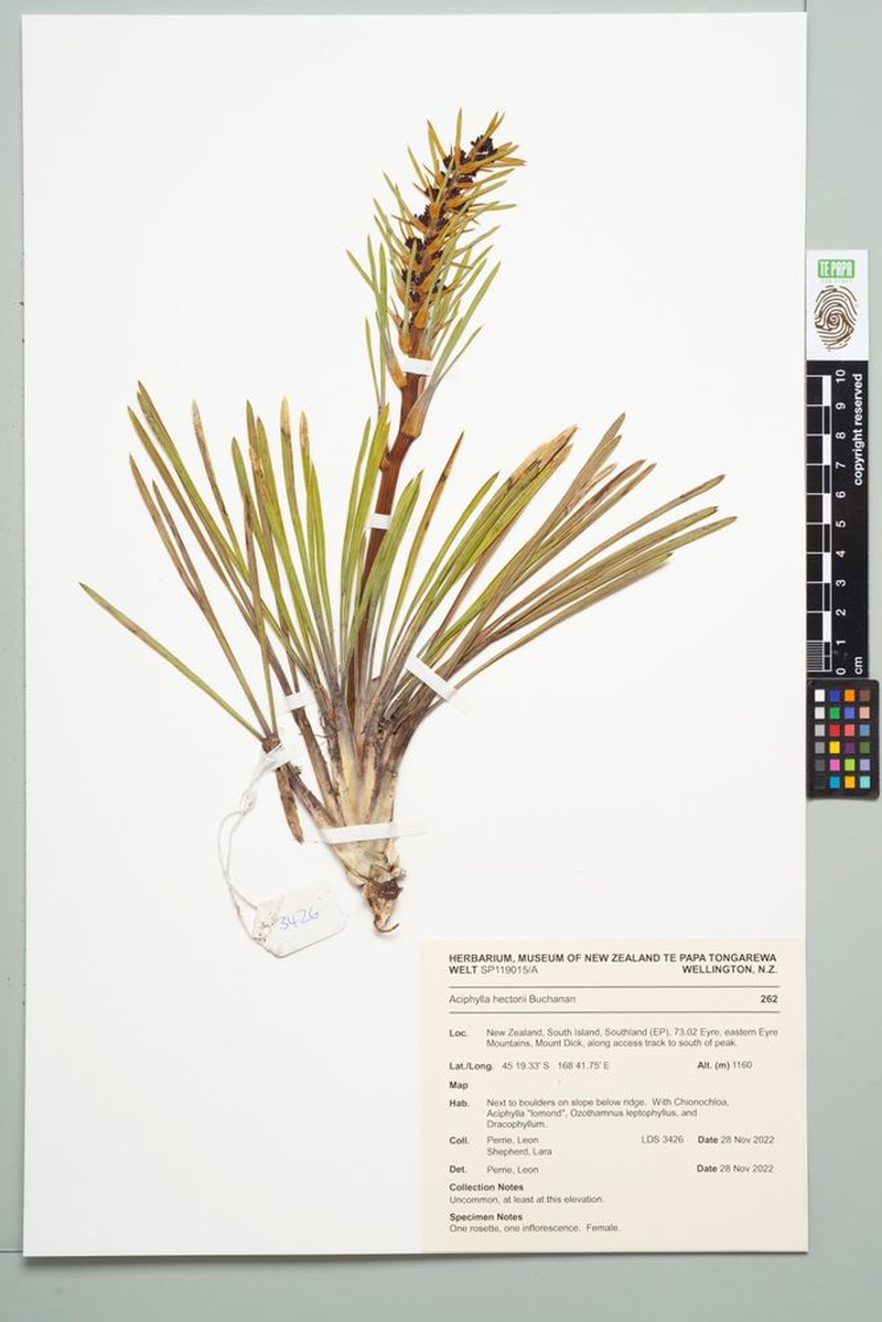Aciphylla poppelwellii photo 8