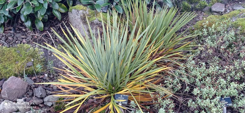 Aciphylla scott-thomsonii