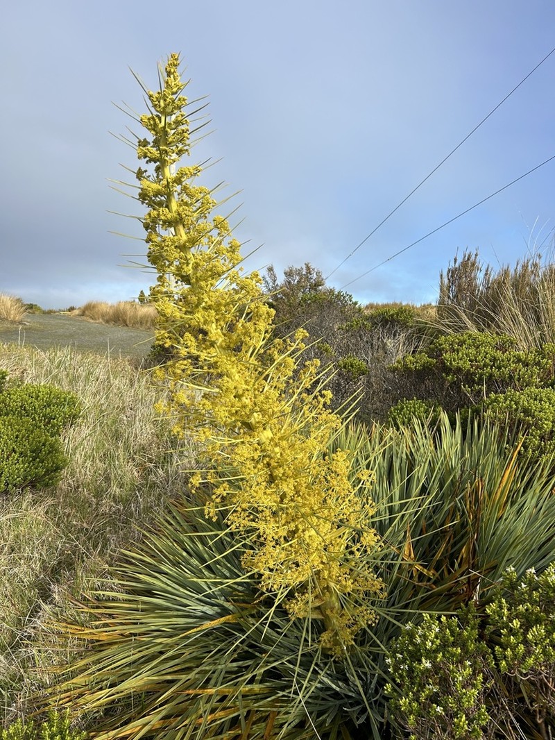 Aciphylla scott-thomsonii photo 2