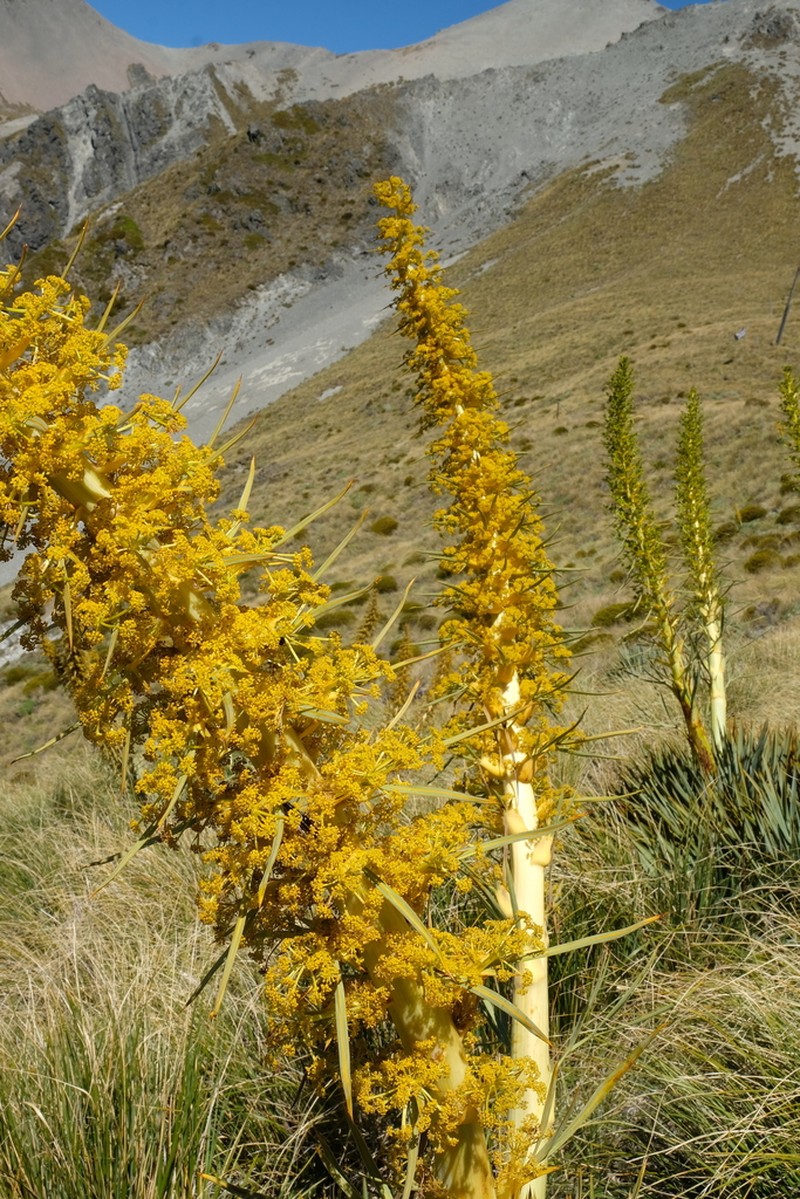 Aciphylla scott-thomsonii photo 3