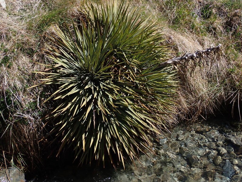 Aciphylla scott-thomsonii photo 4