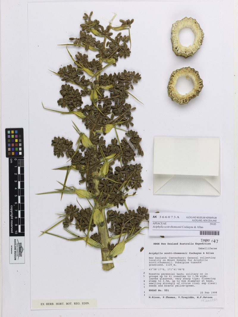 Aciphylla scott-thomsonii photo 6