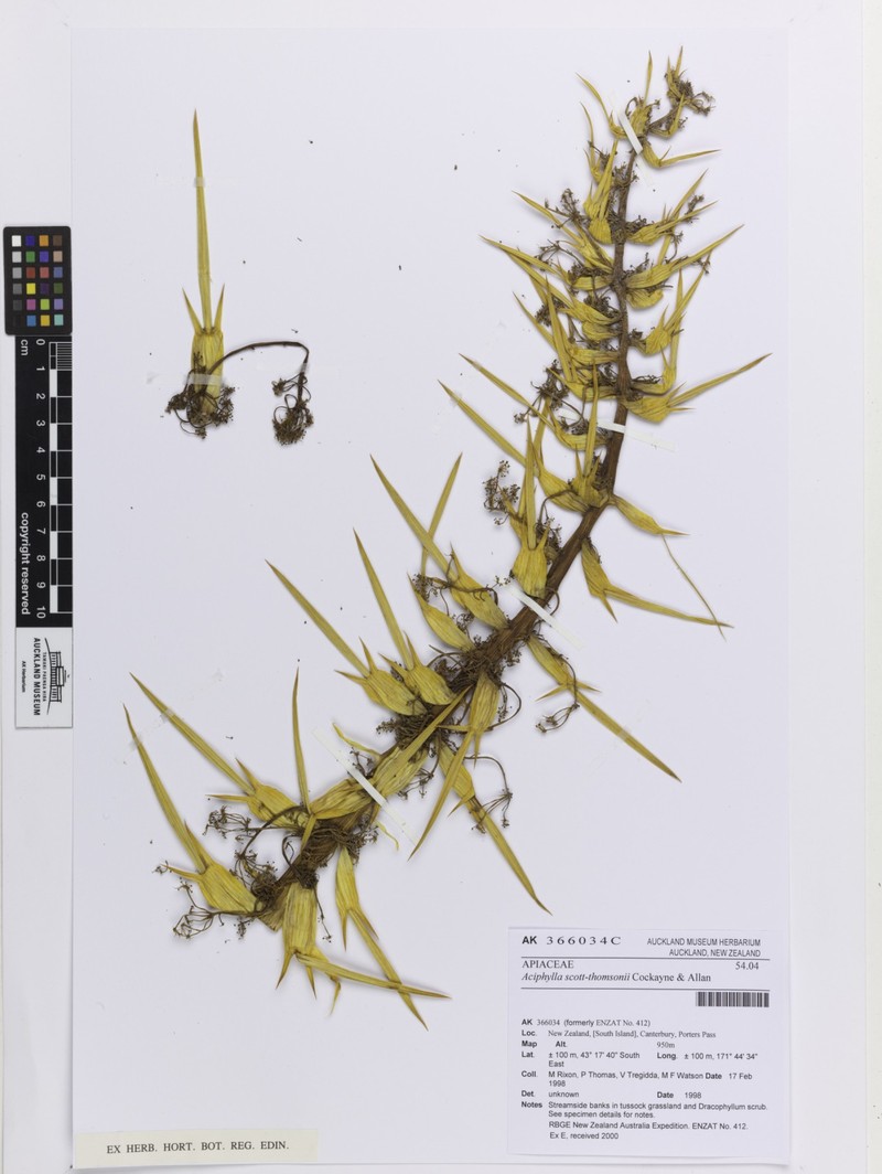 Aciphylla scott-thomsonii photo 7