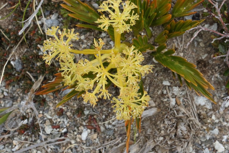 Aciphylla similis photo 2