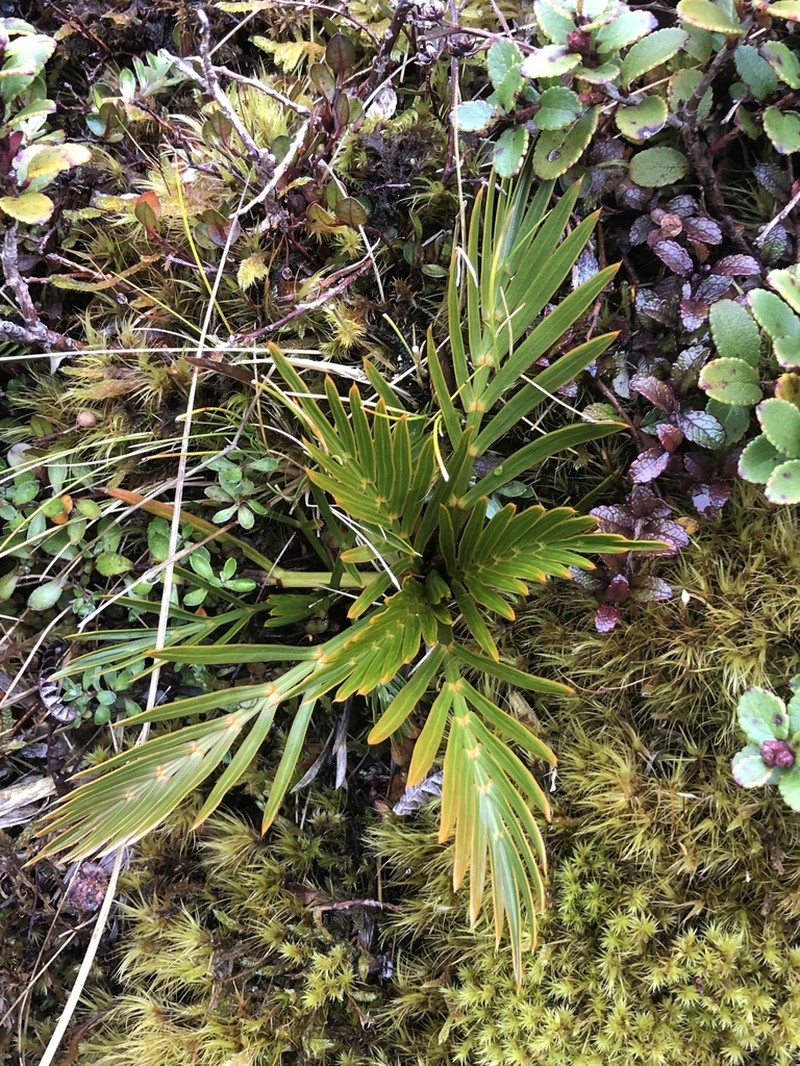 Aciphylla similis photo 3