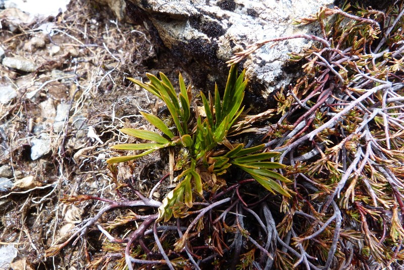 Aciphylla similis photo 4