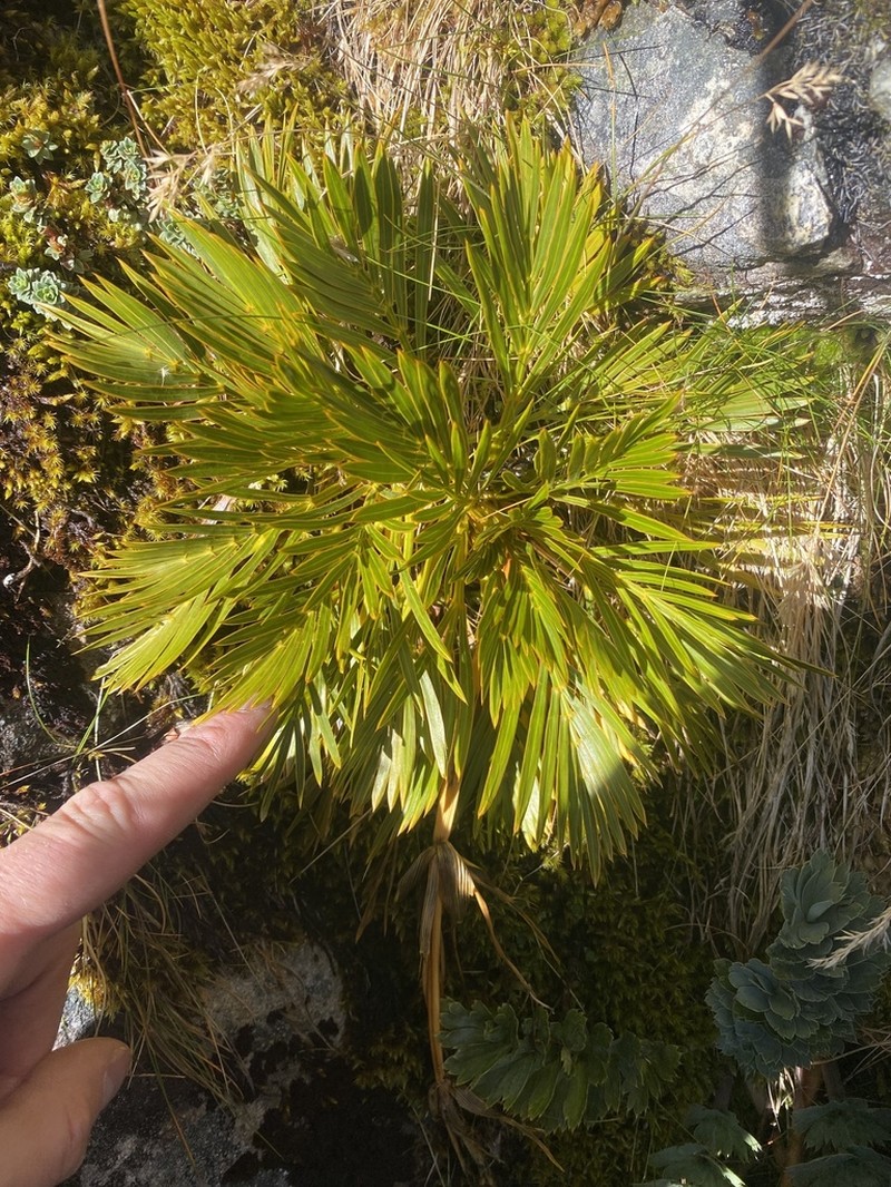Aciphylla similis photo 5