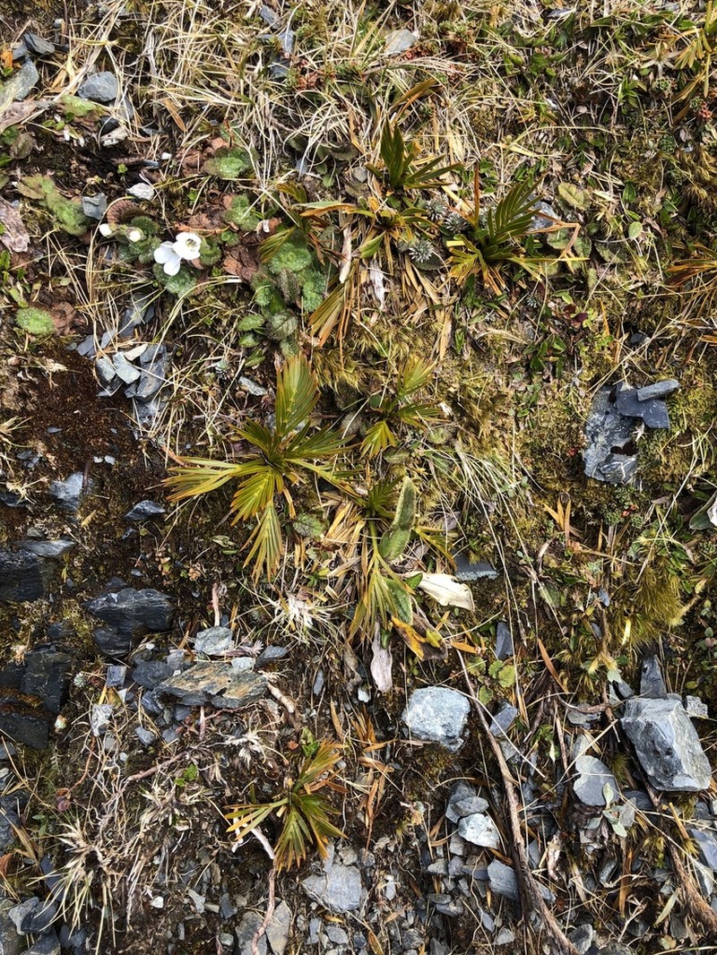 Aciphylla similis photo 6